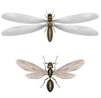 En qué se diferencian térmitas y hormigas alas