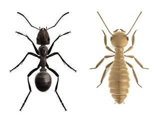 En qué se diferencian térmitas y hormigas antenas