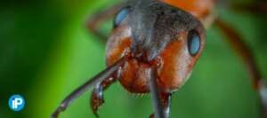 diferencia-térmitas-y-hormigas