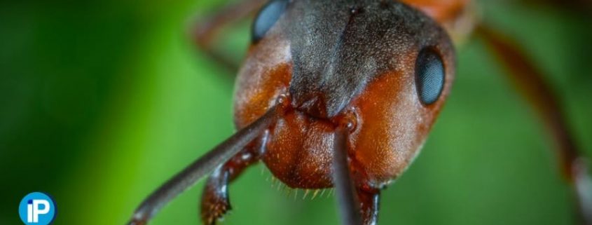 diferencia-térmitas-y-hormigas