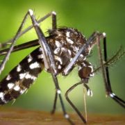 El mosquito tigre una de las plagas más peligrosas del verano