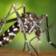 El mosquito tigre una de las plagas más peligrosas del verano