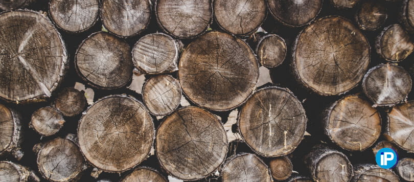 Cómo afectan los hongos de pudrición a la madera