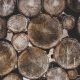 Cómo afectan los hongos de pudrición a la madera