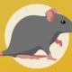 Consejos para erradicar y eliminar ratones
