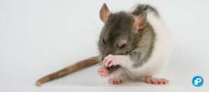 Consejos para eliminar una plaga de ratas