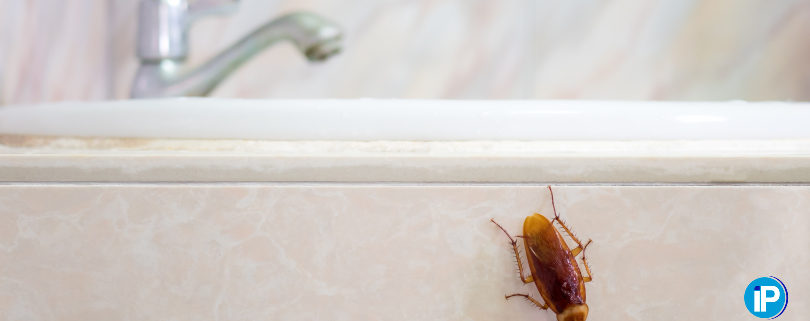 ¿Por donde se cuelan las cucarachas en el cuarto de baño