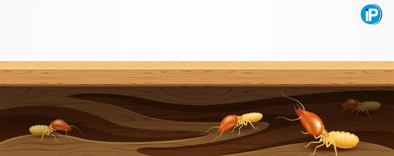 Diferencias entre termitas subterráneas y termitas de madera seca