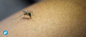Recomendaciones para combatir a los mosquitos en verano