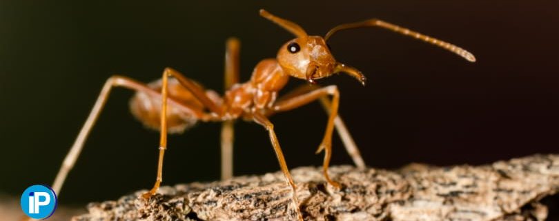 Cómo encontrar nidos de hormigas en casa