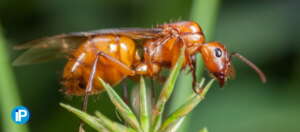 Plaga de hormigas aladas, ¿como saber si tengo una plaga