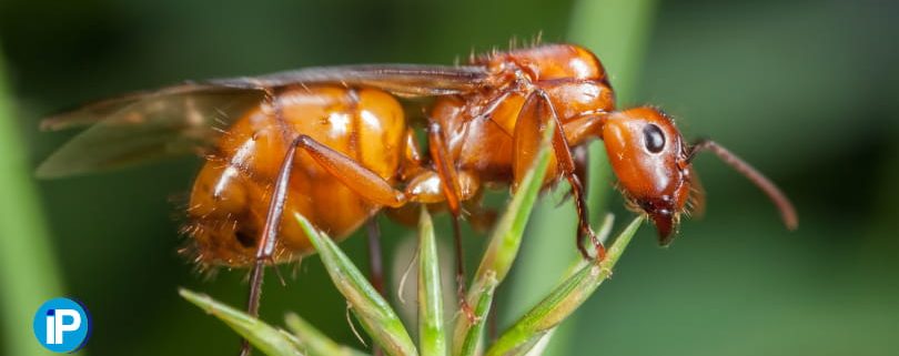 Plaga de hormigas aladas, ¿como saber si tengo una plaga