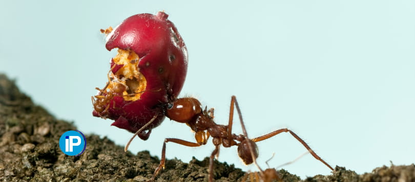 Peligros de una plaga de hormigas