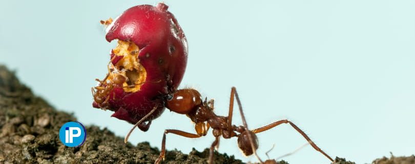 Peligros de una plaga de hormigas
