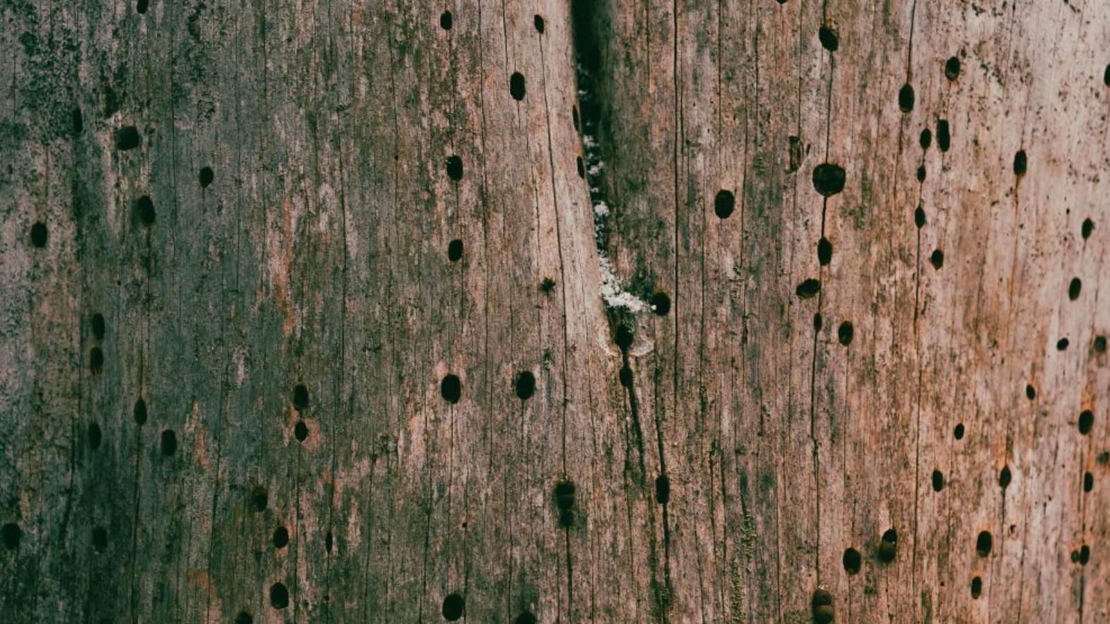 tipos de madera más resistentes a las termitas