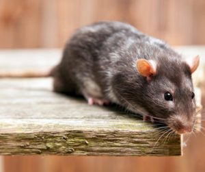 diferencia ratas y ratones 1
