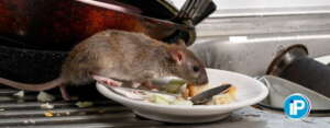 Cómo detectar que tenemos ratas en casa