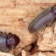 Escarabajos de la madera