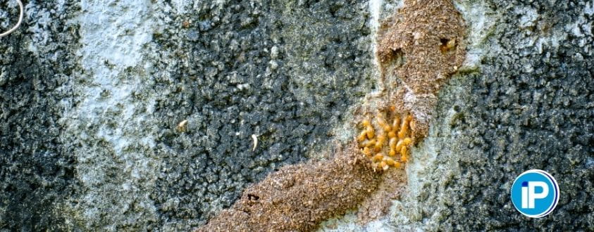 Señales de la presencia de termitas en las paredes