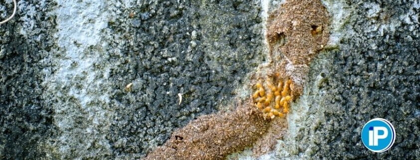 Señales de la presencia de termitas en las paredes