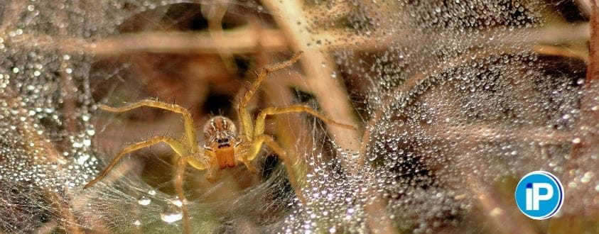 Consejos para eliminar una plaga de arañas en casa