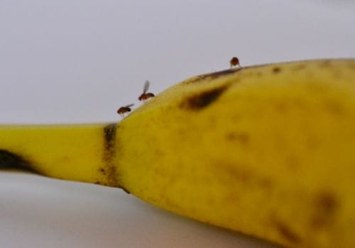 como eliminar moscas de la fruta