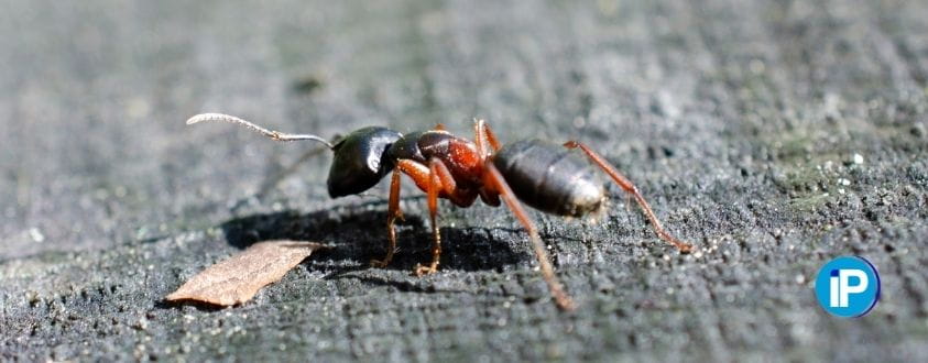 hormigas carpinteras madera
