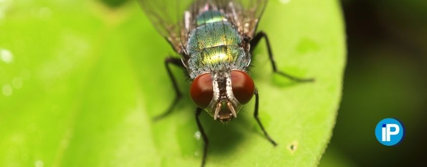 plaga de moscas