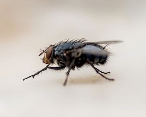 plaga de moscas domesticas