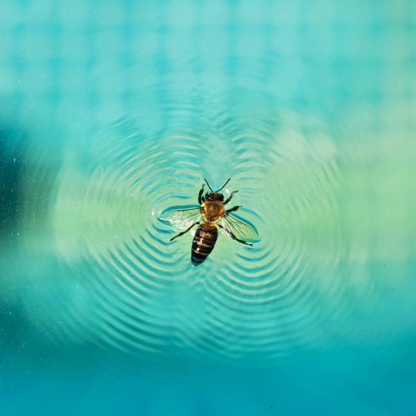 abejas-alejadas-de-la-piscina