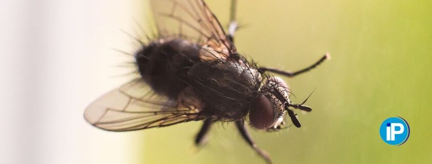 plaga de mosca negra