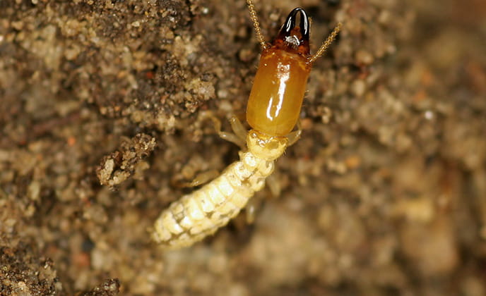 termita subterranea