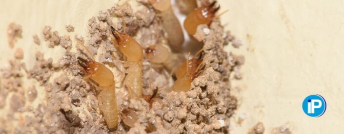 tratamiento termitas subterranea