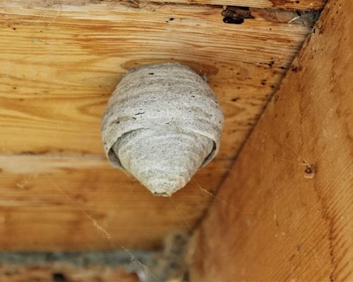 los formas de deshacerse de un nido de avispa