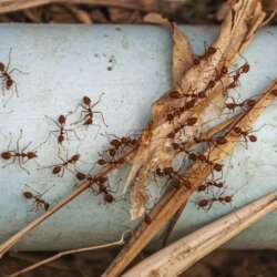 eliminar hormigas con islaplagas