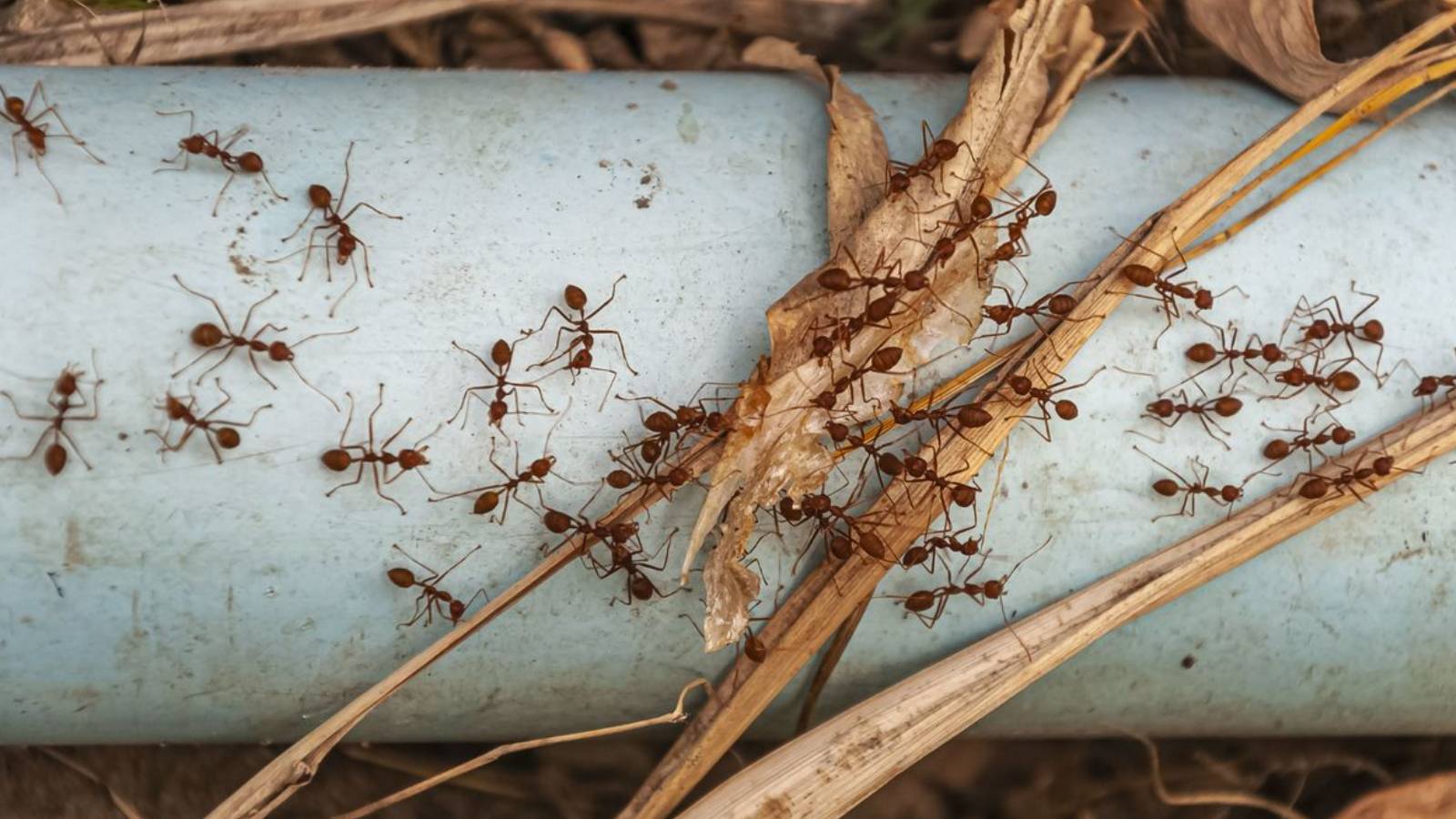 eliminar hormigas con islaplagas