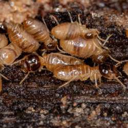 eliminar termitas con ISLAPLAGAS con el sistema Exterra