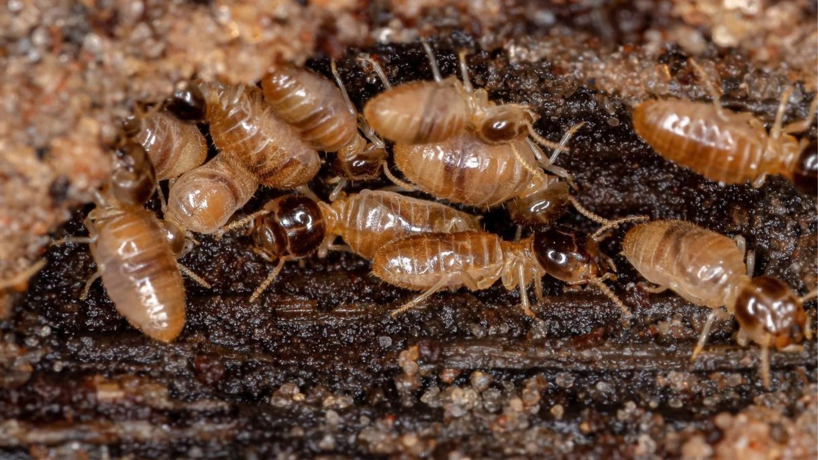 eliminar termitas con ISLAPLAGAS con el sistema Exterra