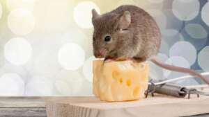 Como eliminar ratas y ratones