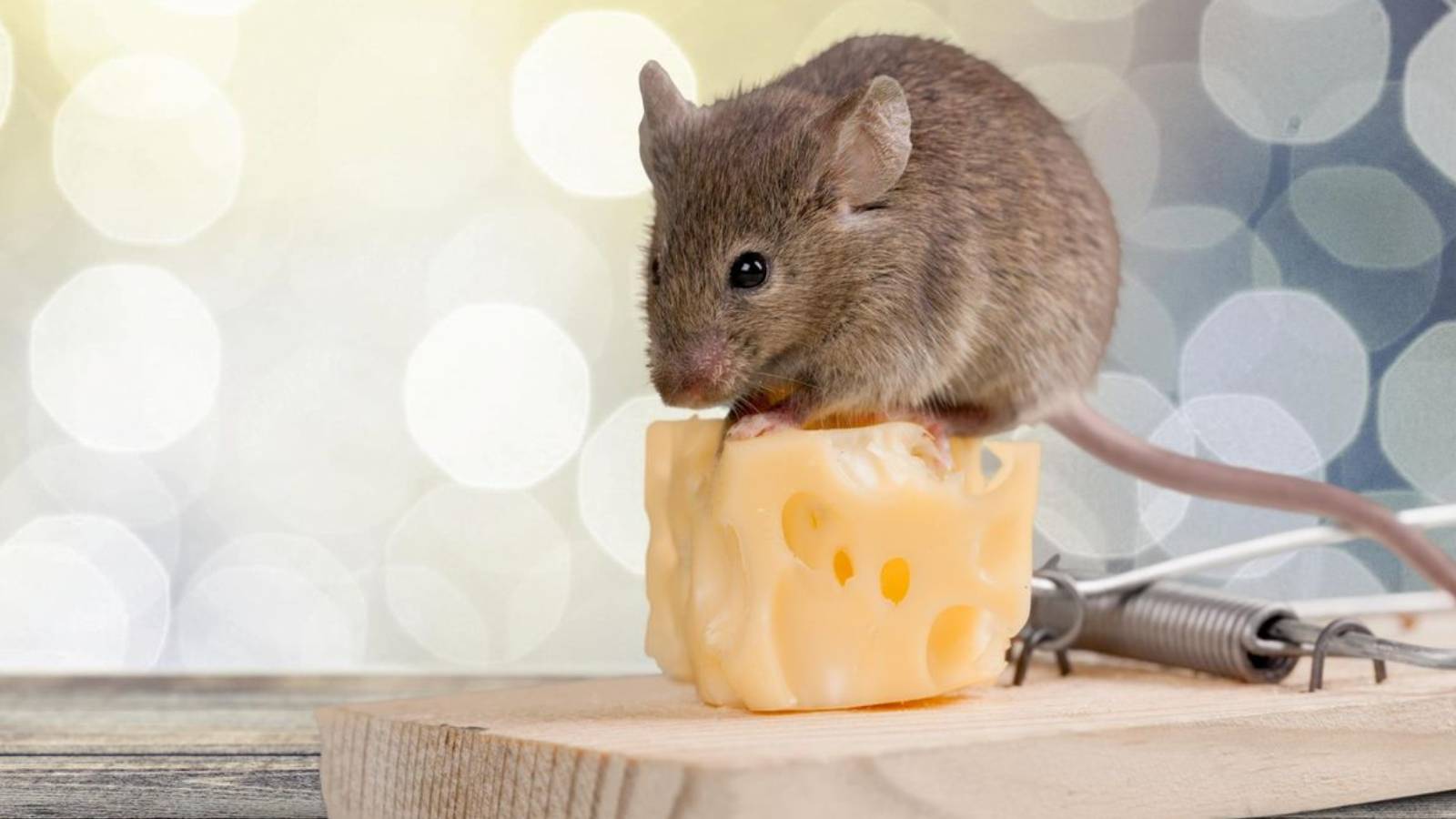 Como eliminar ratas y ratones