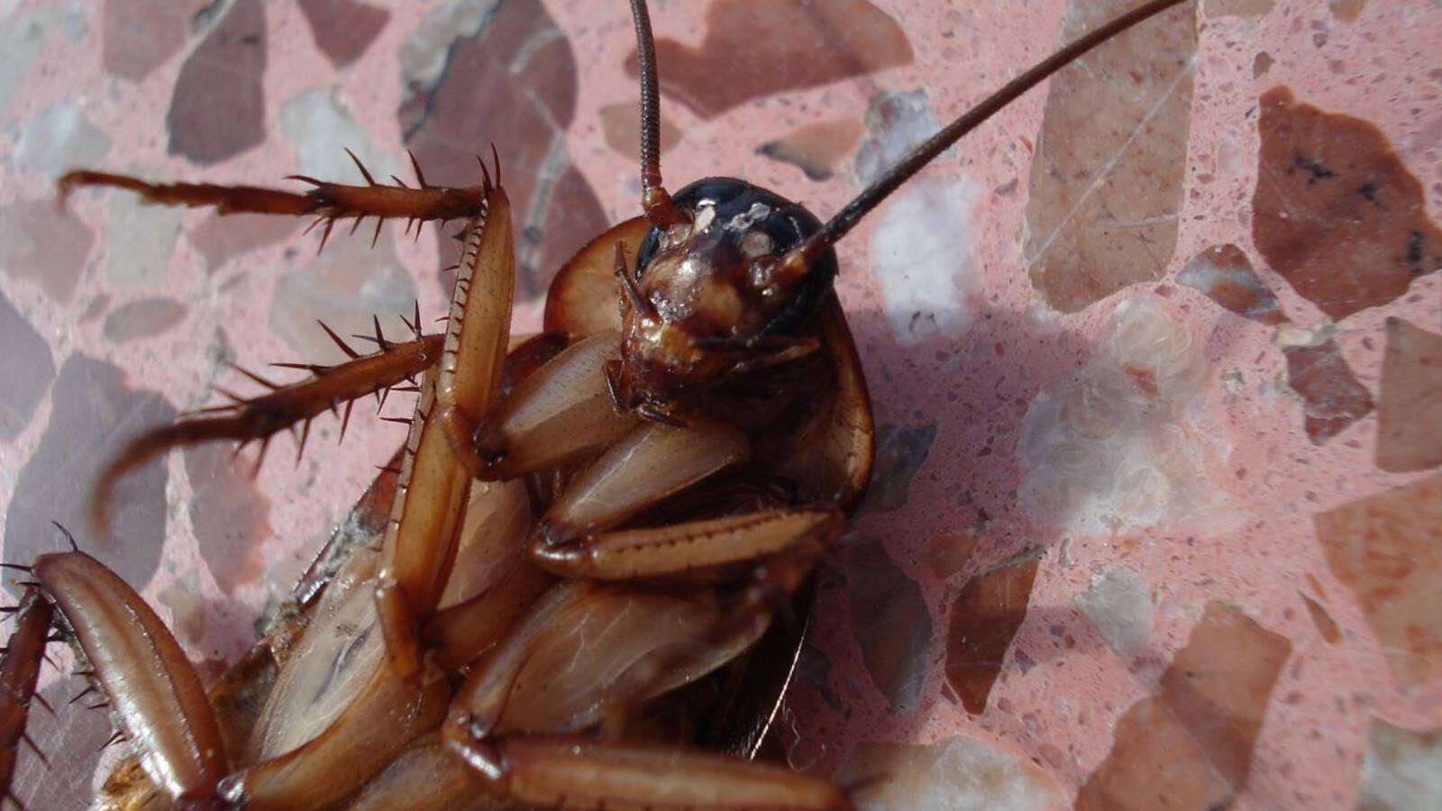 como prevenir una infestación de cucarachas en casa