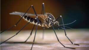 mosquito culex causante del VNO un peligro para la salud pública