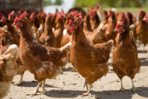 pandemia de gripe aviar